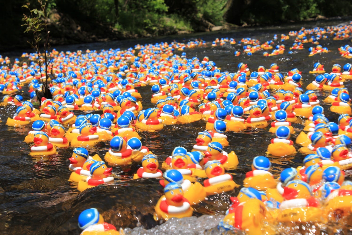 rubber duck car wash prices